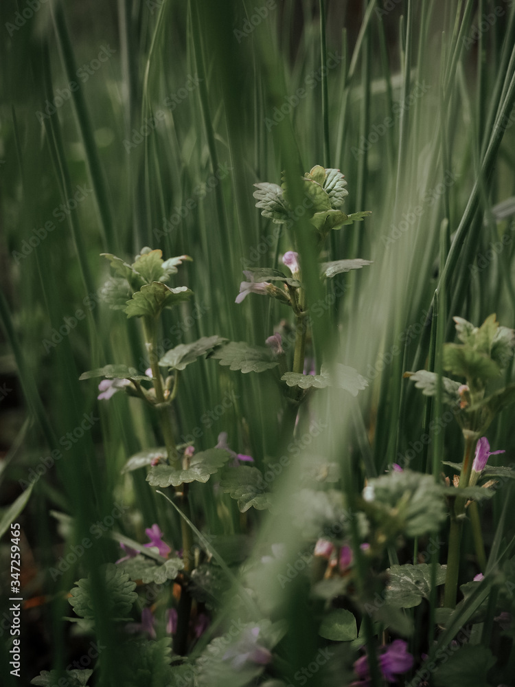 Fototapeta premium green grass in the garden