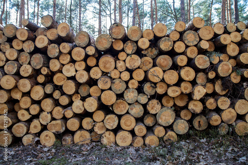 Cut down tree trunks on a pile in a forest