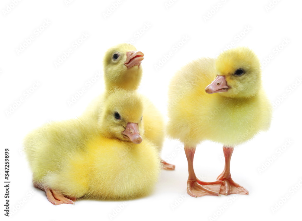 Gosling isolated on white background