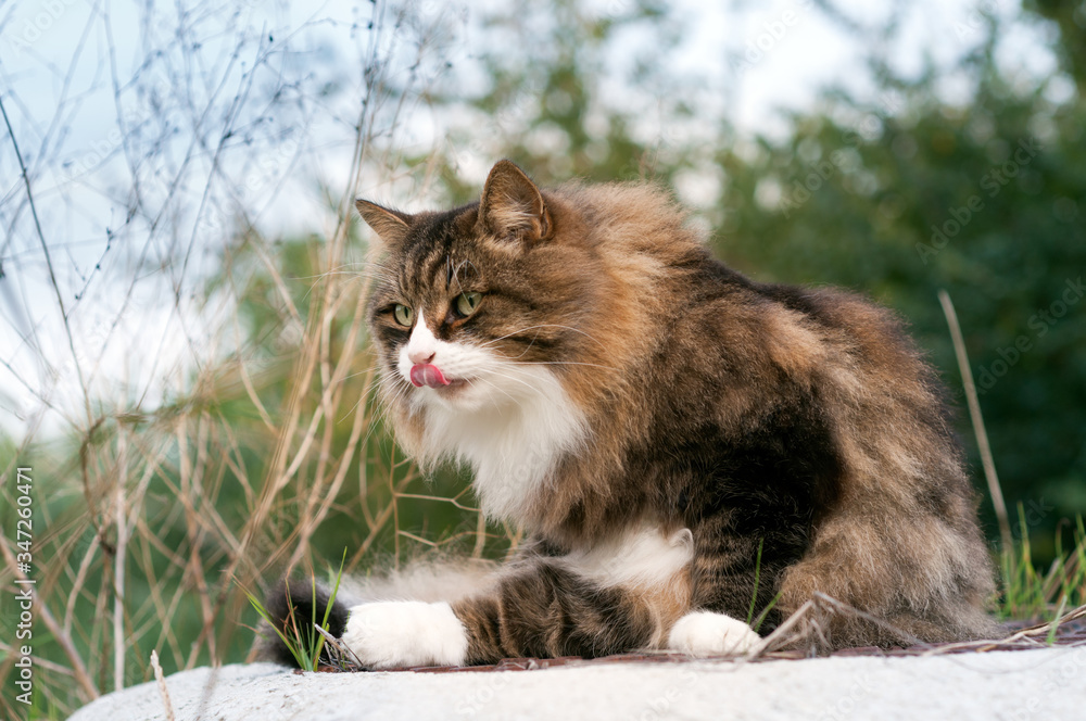 beautiful long-haired cat who washes in the middle of nature. tongue out cat