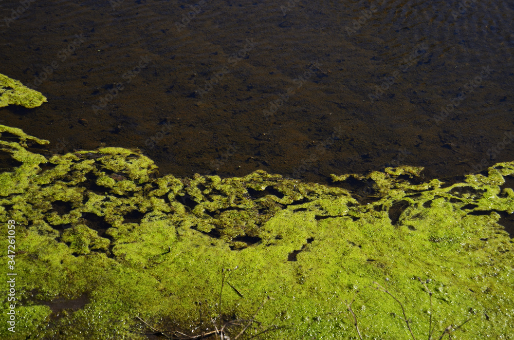 green tina on the water in the pond close-up, you can not swim