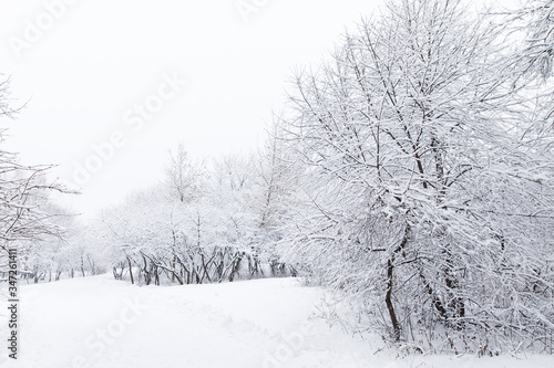 Winter nature, a snowy park, trees, path, everything is covered with white pristine snow.