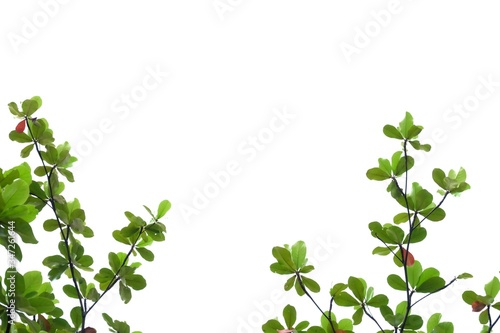 Young tropical Indian almond leaves with branches on white isolated for green foliage backdrop 