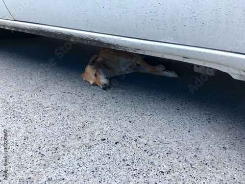 The dog is sleeping under the car.
Because the weather is very hot Therefore had to find a shade