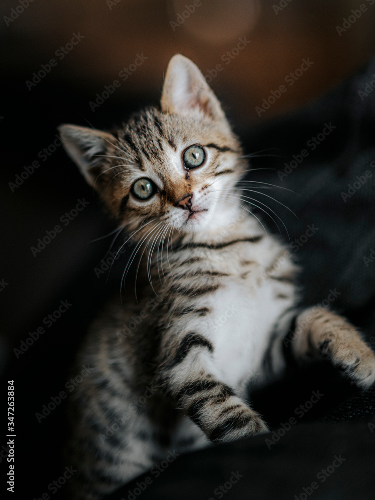 Cute striped brown grey kitten bengal look playing