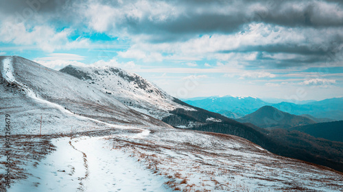 Fototapeta Naklejka Na Ścianę i Meble -  Tarnica