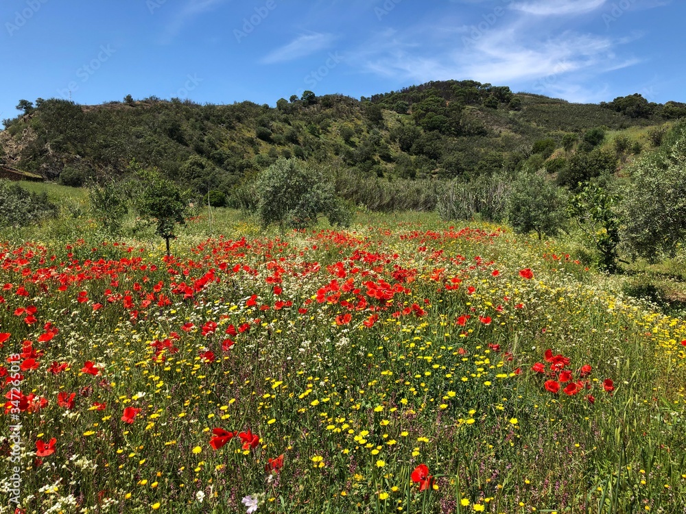 field of poppies in Algarve, Portugal 