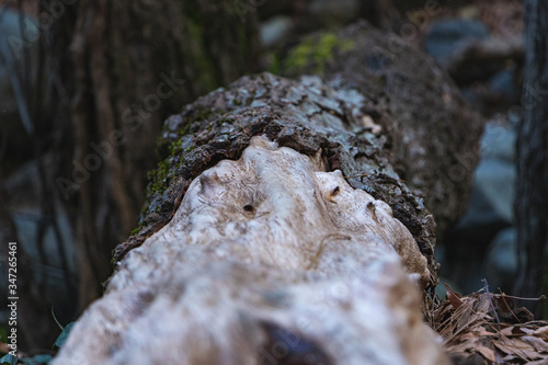 Close up of fallen tree trunk in woods
