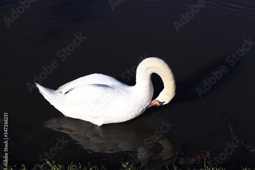 Swan Neck Pose Curved