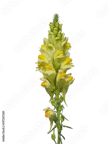 Linaria vulgaris flowers, known as yellow toadflax or butter-and-eggs