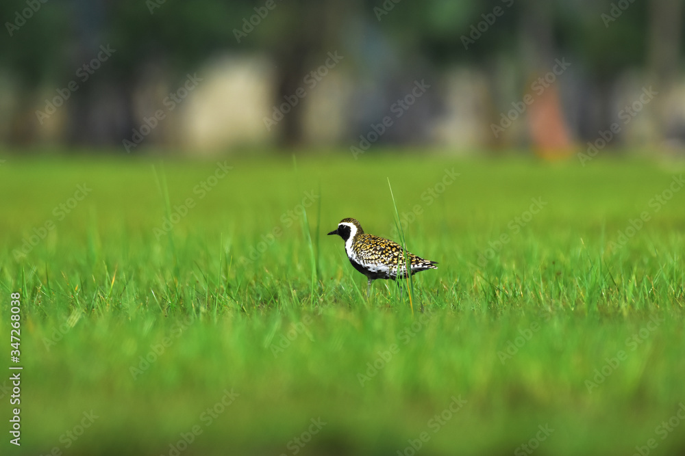 Fototapeta premium birds at grass.