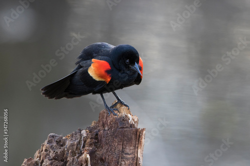 red-winged blackbird (Agelaius phoeniceus) sining in spring