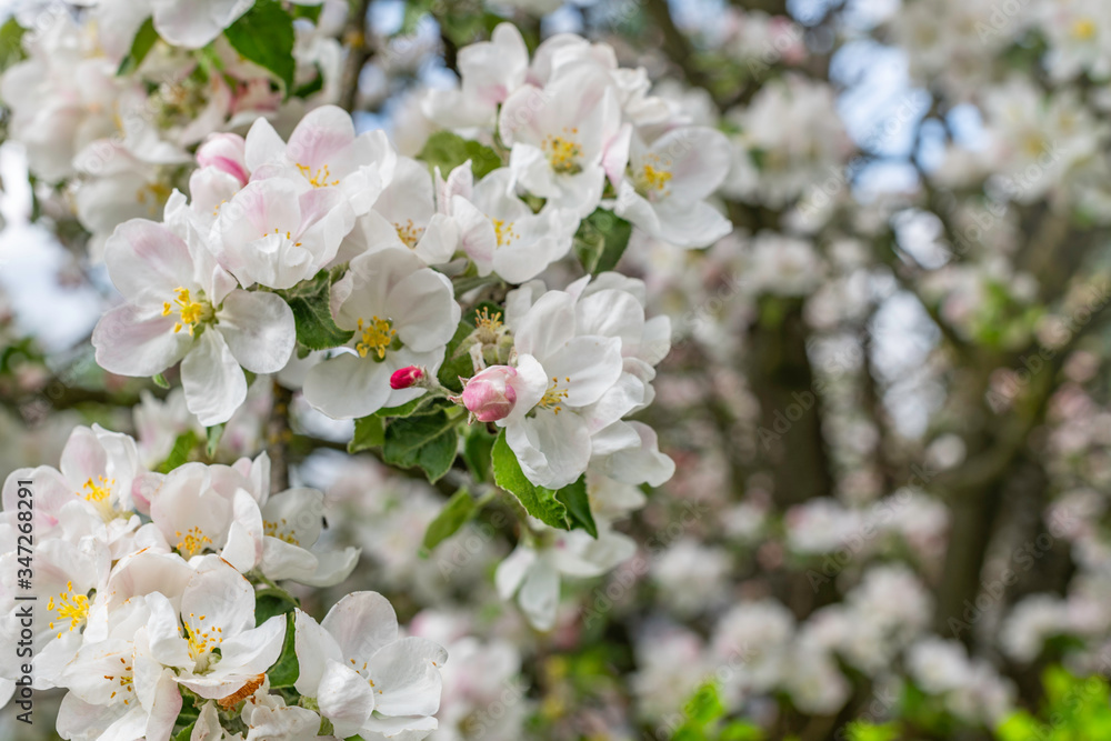 Flowering fruit trees in spring 