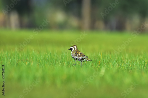 great crested grebe on grass