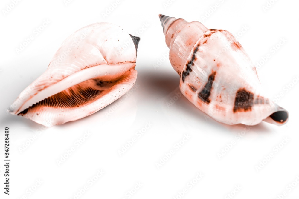 Macro texture. Living Coral pastel color seashells isolated on white background. Dreamy gentle air artistic image. Soft focus