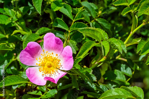 Rosa canina, commonly known as the dog rose - a variable climbing, wild rose species