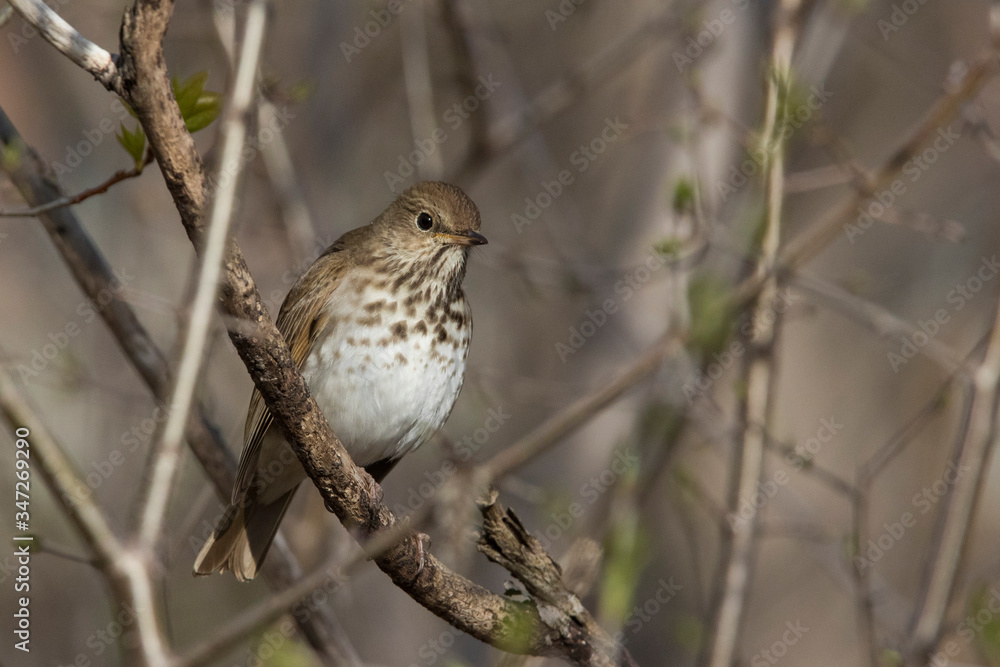 hermit thrush (Catharus guttatus) in spring hermit thrush (Catharus guttatus) in spring