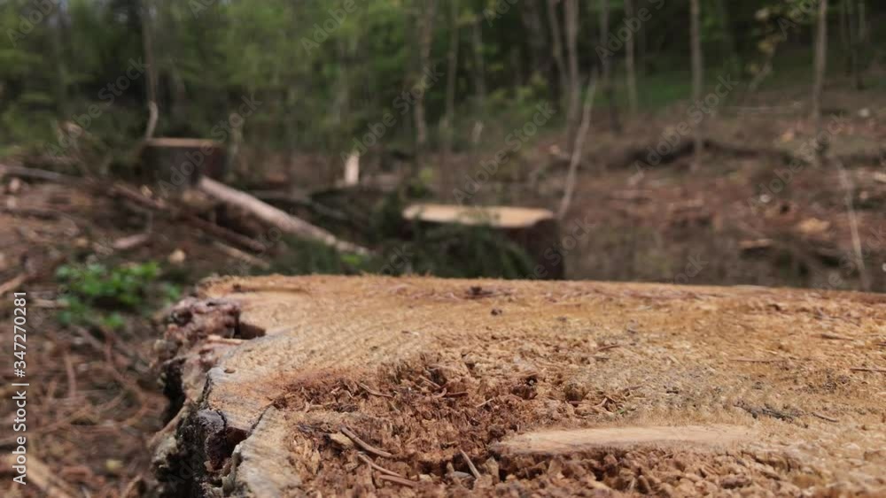 Shrub closeup as impact of European spruce bark beetle attack in forest. Aftermath of insects pine trees damage. Deforestation in wood, die-back. Devastation of forests, uncontrolled clearance concept Shrub closeup as impact of European spruce bark beetle attack in forest. Aftermath of insects pine trees damage. Deforestation in wood, die-back. Devastation of forests, uncontrolled clearance concept