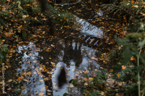 Autumn forest. A reflection of a couple standing on a bridge in a forest swamp. Fallen foliage on the water.