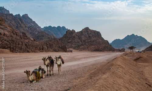 
Egypt city Sharm El Sheikh photo