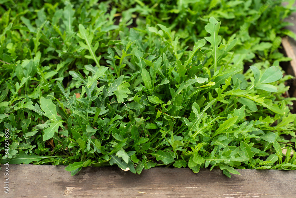 Arugula plant growing from soil in organic vegetable garden.
Arugula plant growing from soil in organic vegetable garden.