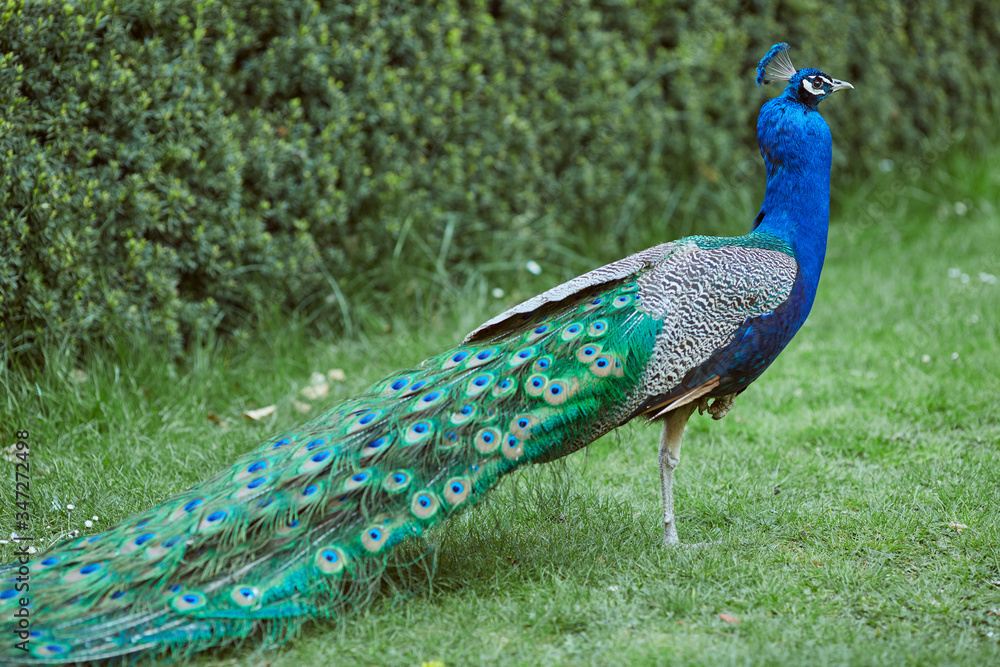 Fototapeta premium peacock in the park