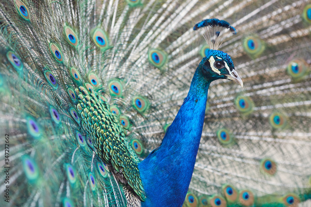 Naklejka premium peacock with feathers