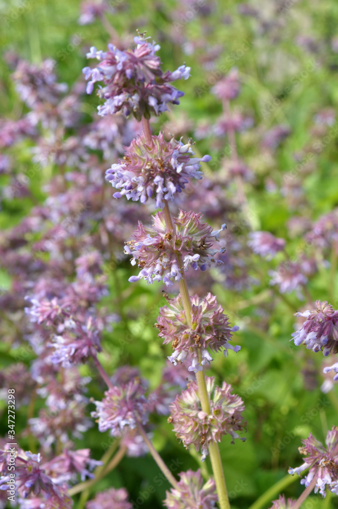 Fototapeta premium In nature, the blooms Salvia verticillata