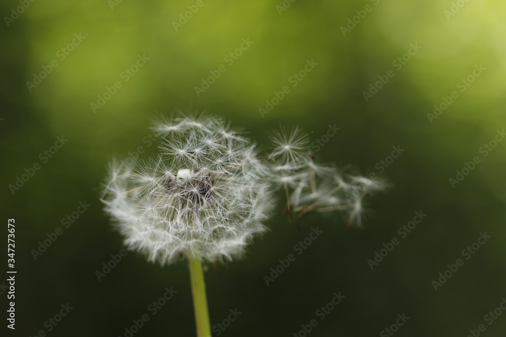 Fototapeta premium Pusteblume fliegt im Wind, Dandelion, Löwenzahn, Pusteblume