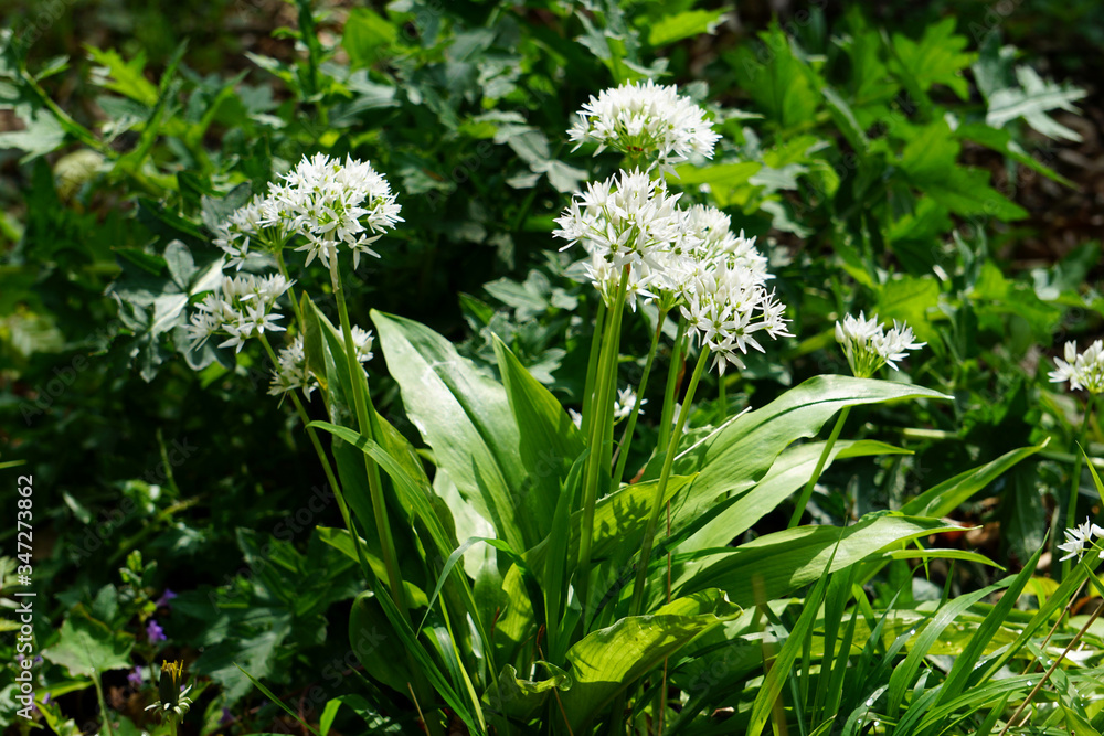 Blühender Bärlauch im Wald - 
Flowering wild garlic in the forest