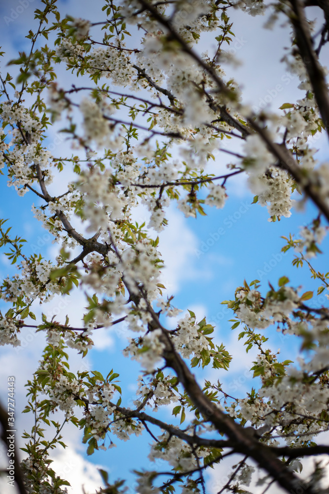 Tree with white flowers and blue sky Tree with white flowers and blue sky