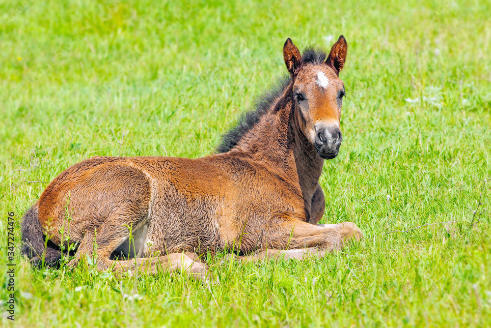 small brown colt lying in a meadow small brown colt lying in a meadow