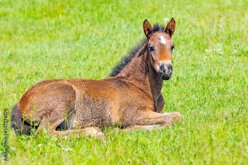 small brown colt lying in a meadow