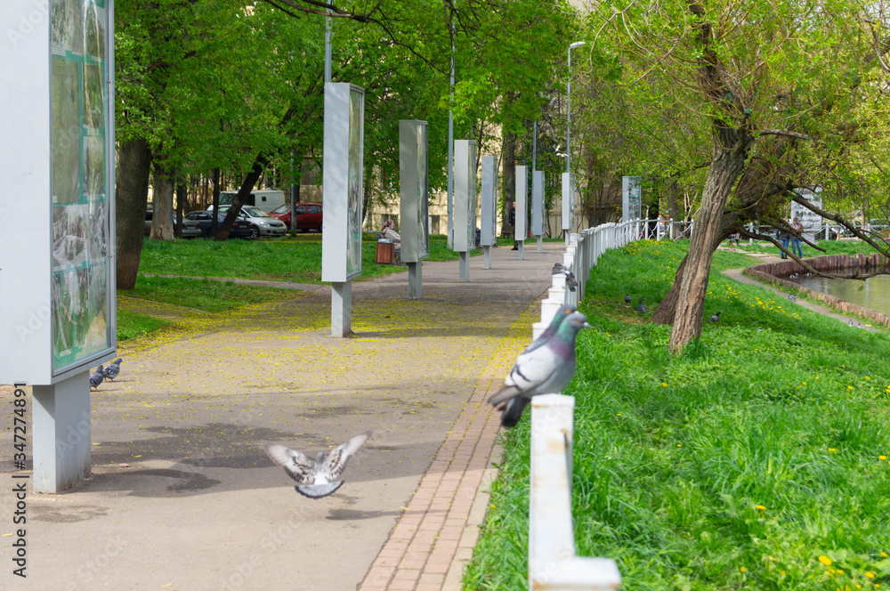 Naklejka premium pigeon sitting on the railing next to a man
