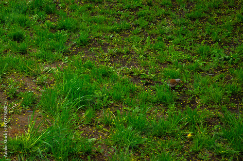 brown rook among green grass in the afternoon