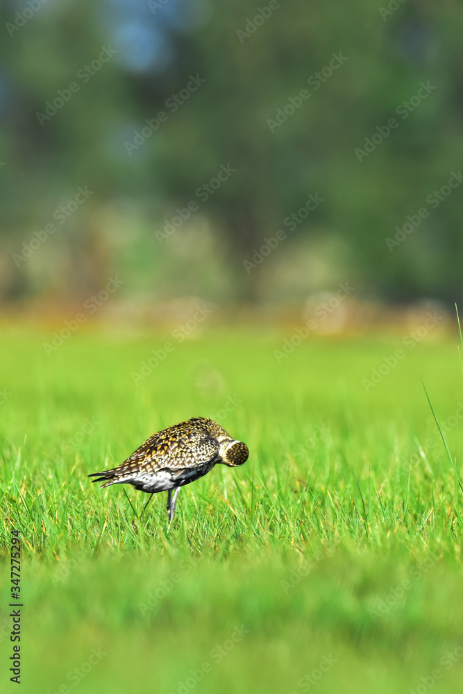 birds at grass. birds at grass.