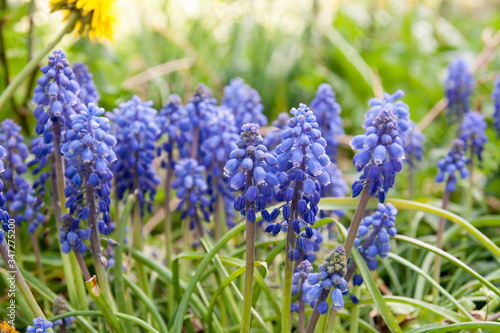 Armenian grape hyacinth Muscari armeniacum flowering in early spring garden. Early-flowering bulbous plants with beautiful blue flowers. Usable as  background  postcard  banner