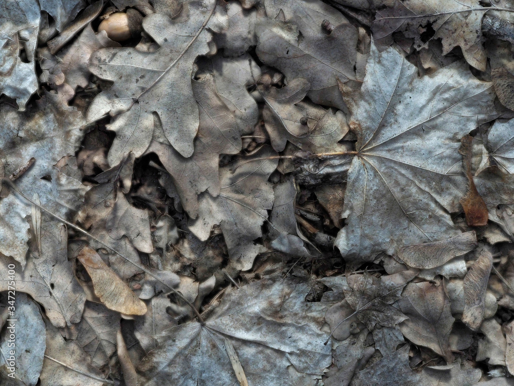 Autumn leaves are different lying together. Autumn background from leaves of different Autumn leaves are different lying together. Autumn background from leaves of different