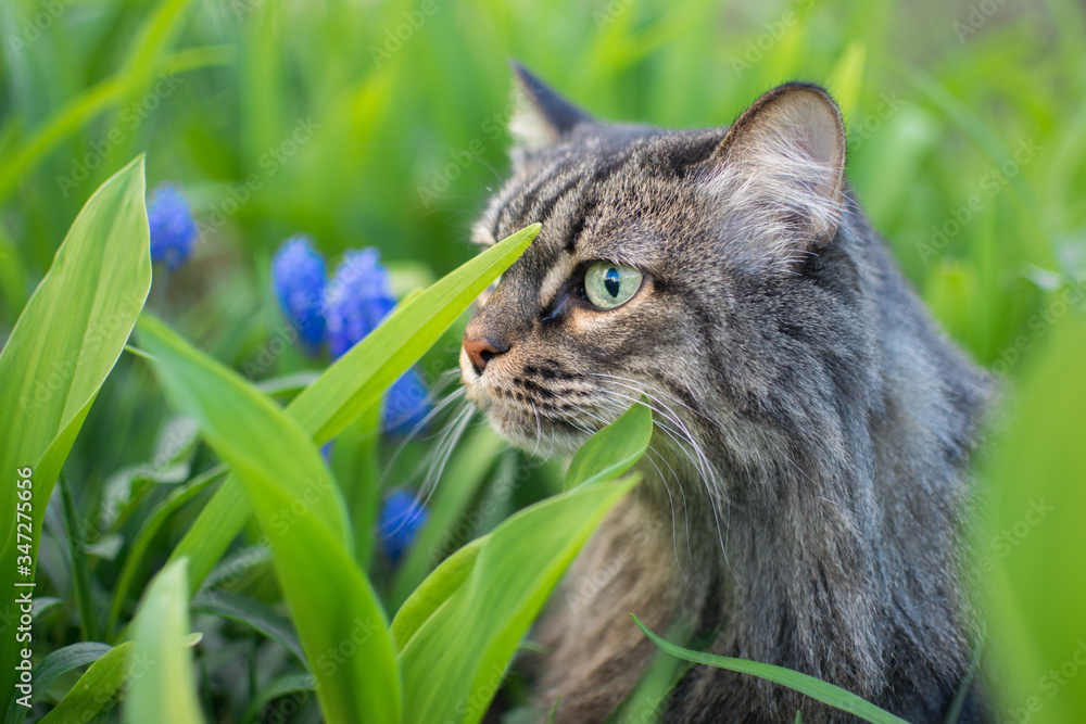 in the spring, a striped fluffy beautiful cat joyfully walks in the green grass with blue flowers in nature and curiously explores the thickets with big eyes in the spring, a striped fluffy beautiful cat joyfully walks in the green grass with blue flowers in nature and curiously explores the thickets with big eyes