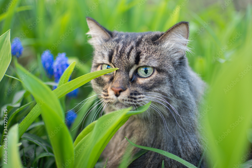 in the spring, a striped fluffy beautiful cat joyfully walks in the green grass with blue flowers in nature and curiously explores the thickets with big eyes