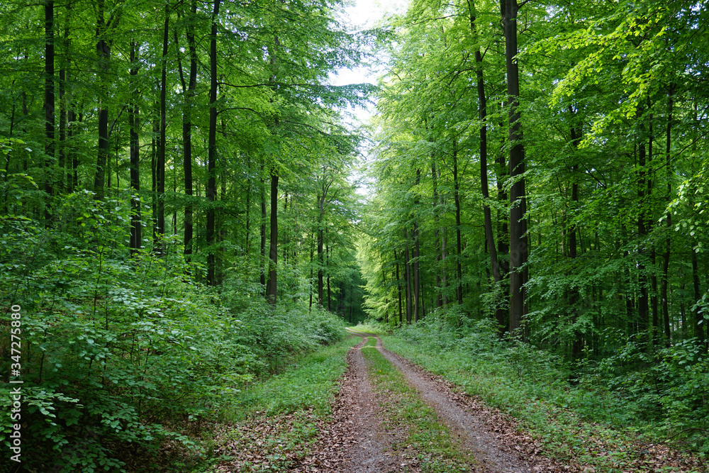 Fototapeta premium Wanderweg im Selter Höhenzug im Leinebergland in Niedersachsen - Hiking trail in the Selter mountain range in the Leinebergland in Lower Saxony