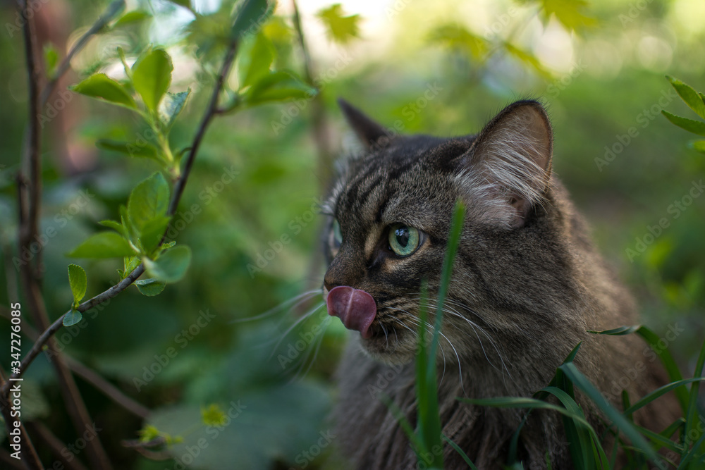 in spring, a striped fluffy beautiful cat joyfully walks in the branches of bushes with green leaves in nature and curiously explores the thickets with big eyes sniffs bites and eats