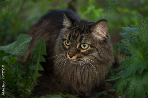 in the spring, a striped fluffy beautiful cat with big eyes joyfully walks in the branches of bushes with green leaves in nature and curiously explores