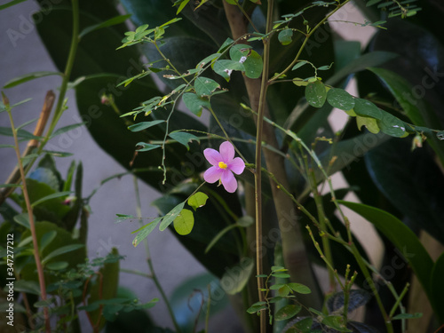 water lily