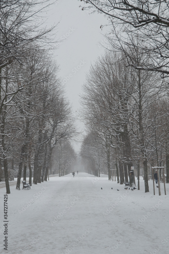 snow covered trees snow covered trees