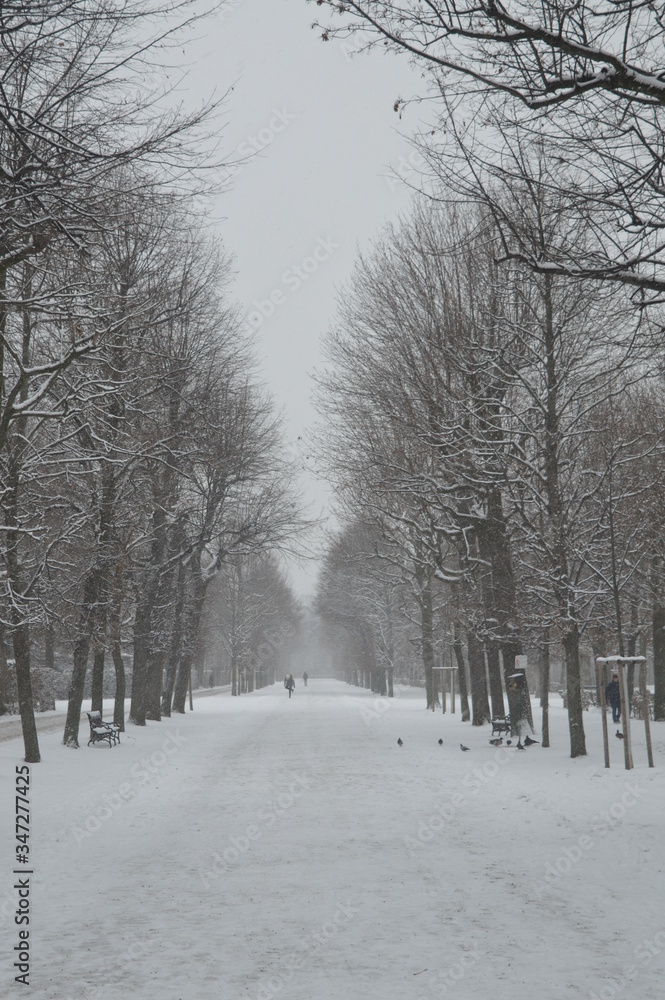 snow covered trees