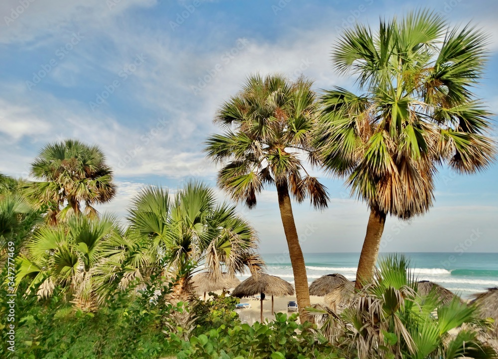 Fotografía panorámica del Mar Caribe con palmeras y vegetación que llega a la misma arena blanca con el agua color turquesa al fondo