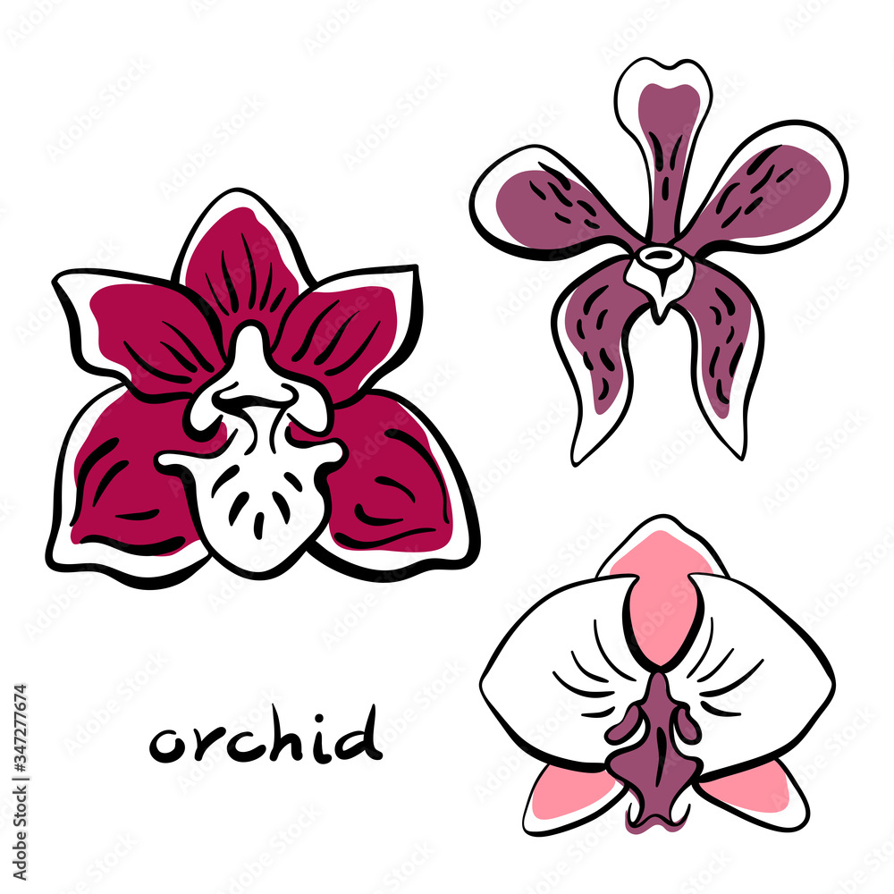 Orchid collection. Hand drawn colorful sketch of tropical flowers and leaves isolated on white background. Vector illustration