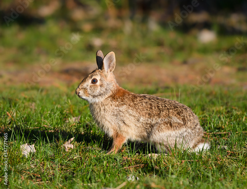 Wild Rabbit Sitting on Grass in Early Morning Light