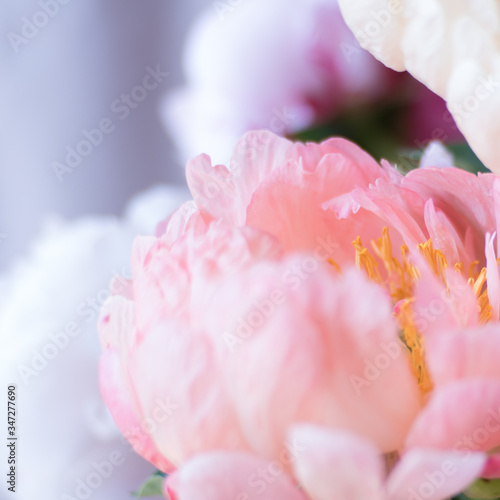 Macro of spring pink peony